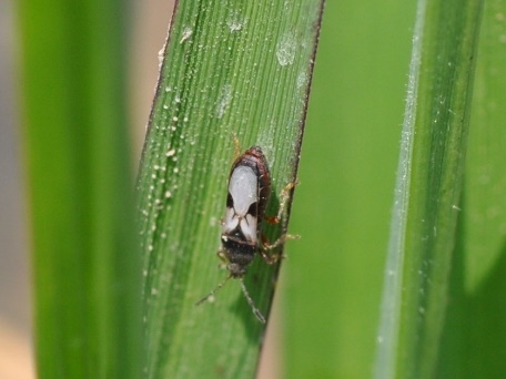 Common Lawn Insects and Weeds